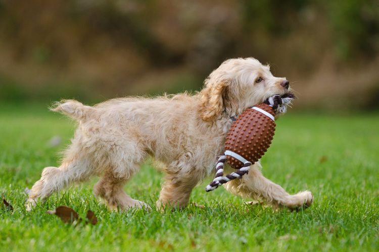 cachorro andando com bola no gramado 