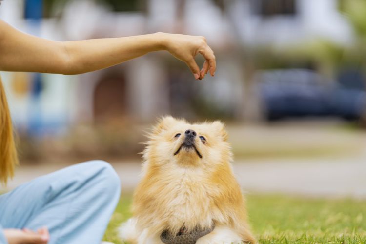 cachorro recebendo reforço positivo