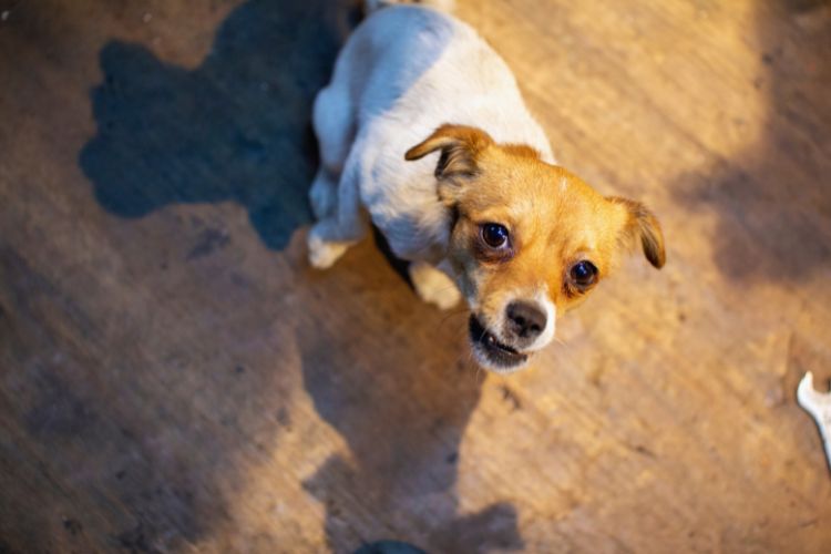 cachorro pequeno olhando para cima