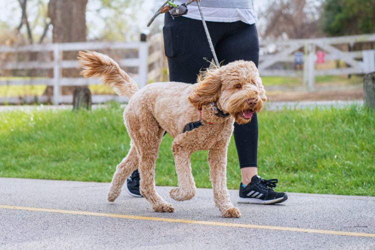 cachorro caminhando com dono 