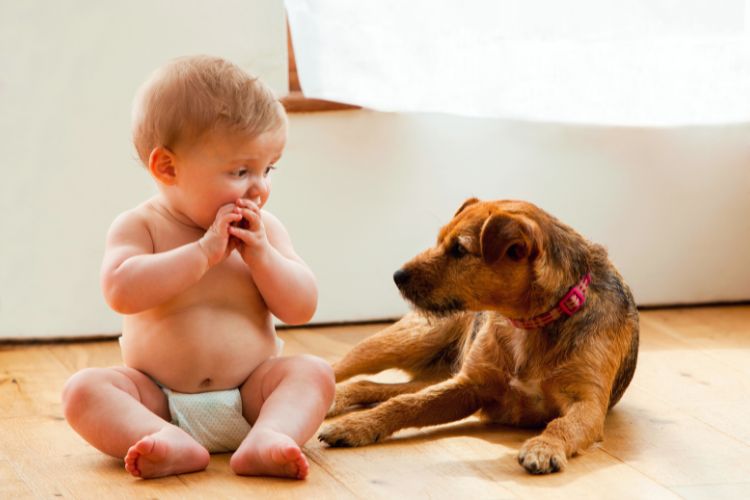 cachorro e bebê olhando um para o outro