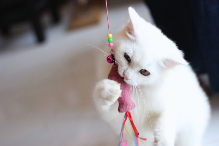 gato branco brincando com brinquedo