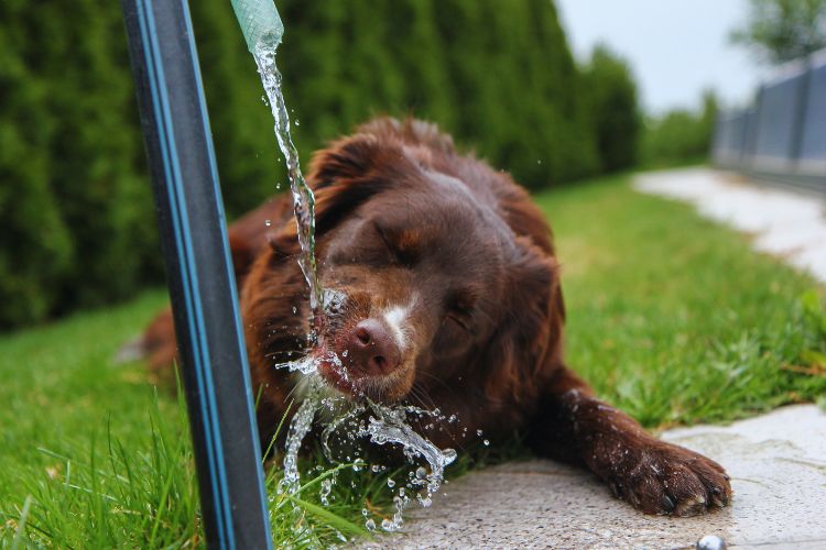 cachorro deitado bebendo agua 