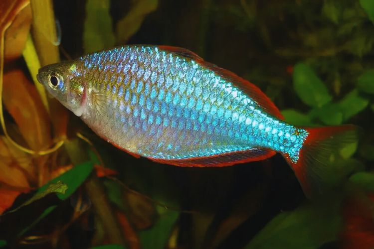 peixe arco iris nadando para esquerda