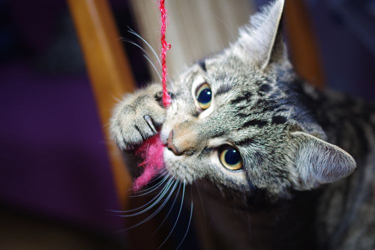 gato brincando com brinquedo