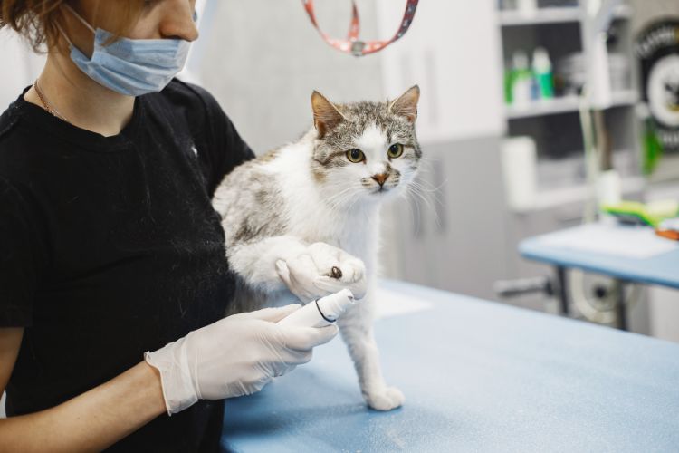 gato tendo unha cortada em consultório veterinário