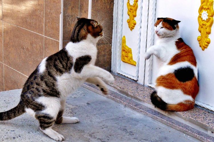 gatos brigando em frente a casa