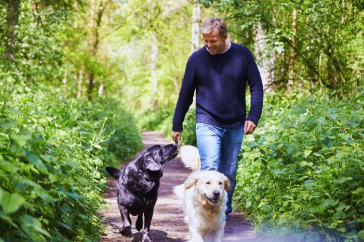 cachorros caminhando com homem