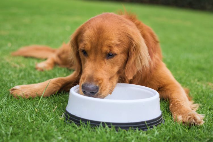 cachorro bebendo agua de tigela branca