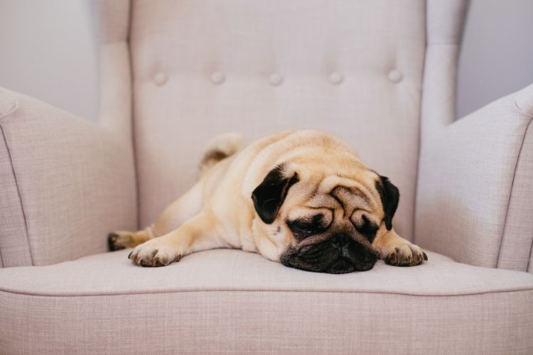 cachorro dormindo na poltrona