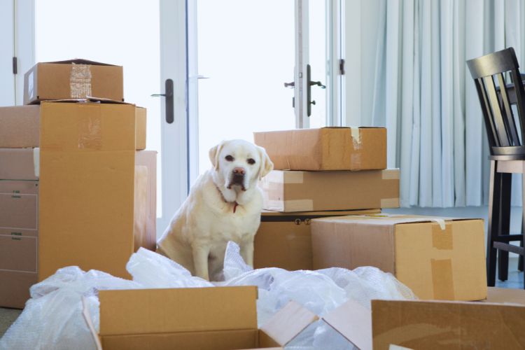 cachorro branco em casa com mudança