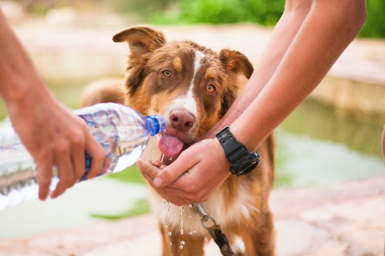 cachorro bebendo água oferecida por pessoas