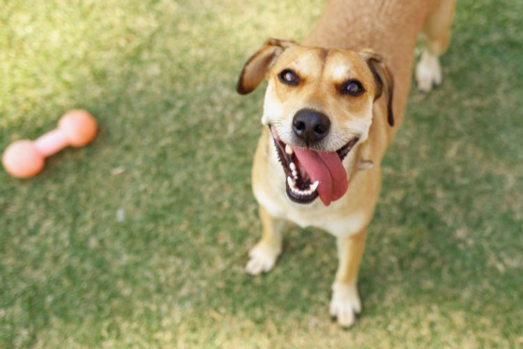 cachorro feliz com brinquedo na grama 