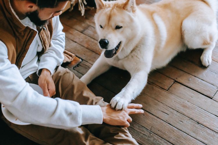 cachorro e homem juntos no chão