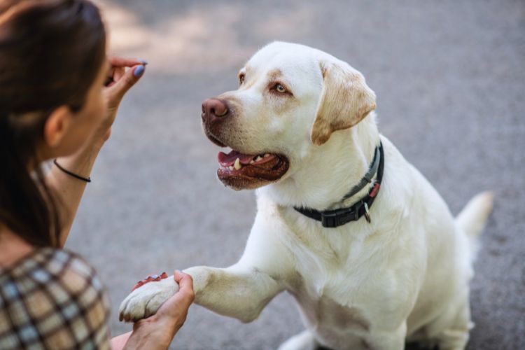 cachorro branco obedecendo a mulher