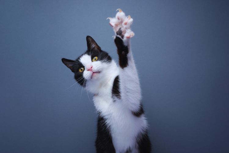 gato com as pata para cima e com unhas para fora