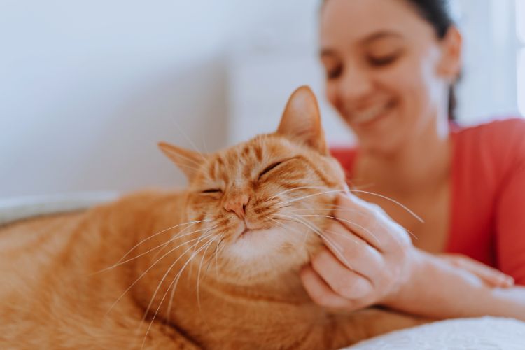 gato recebendo carinho de mulher