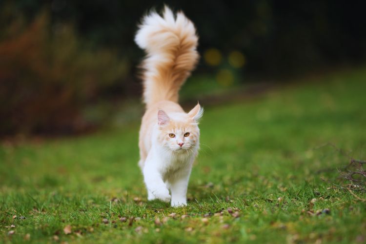 gato com cauda para cima andando no granado