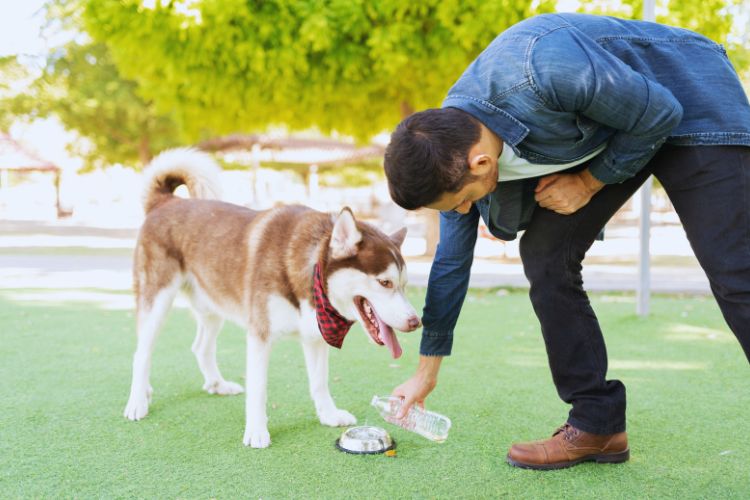 cachorro recebendo agua na tigela de seu dono