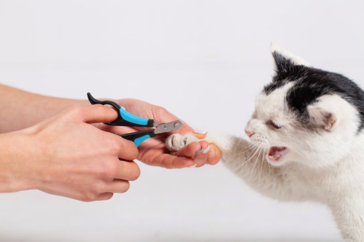 gato miando ao ter as unhas cortadas