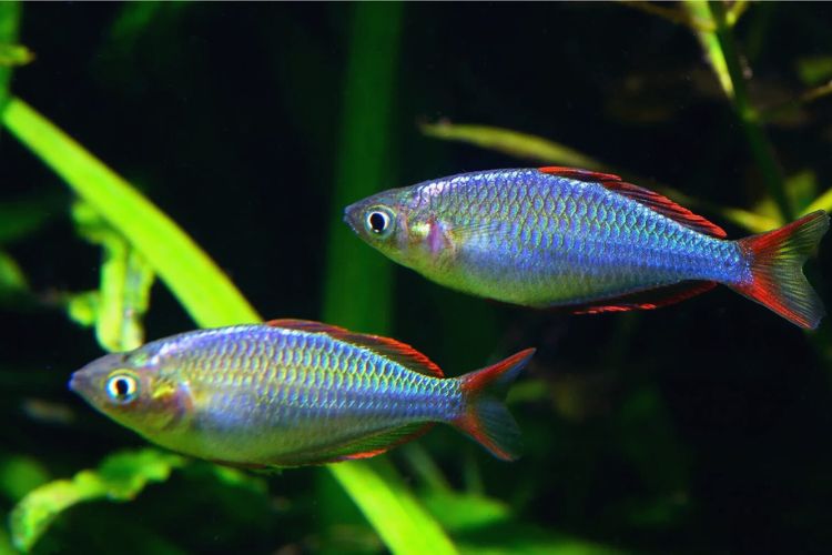 peixe anão arco iris em dupla