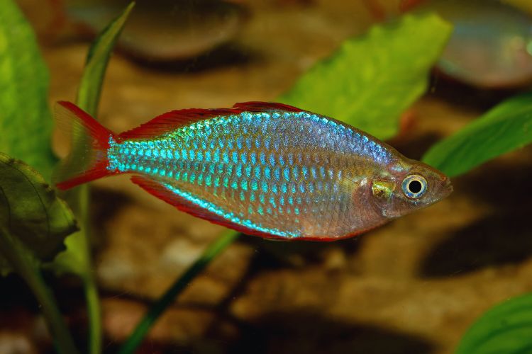 peixe anão arco íris nadando em aquário