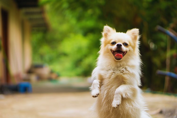 cachorro em pé com língua de fora