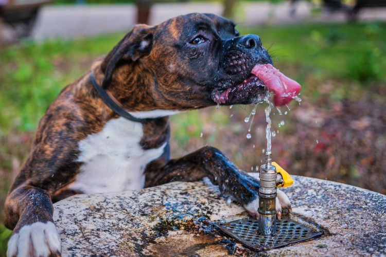 cachorro bebendo agua com língua para fora