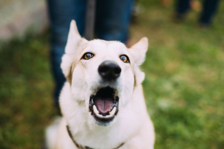 cachorro branco latindo e olhando para frente