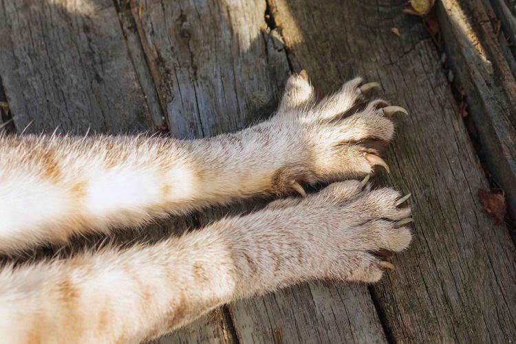 unhas de gatos grandes a mostra