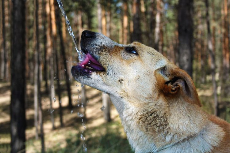 cachorro bebendo água na floresta