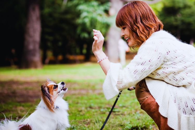 cachorro e mulher no gramado