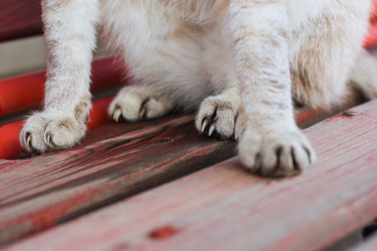 unhas de gato a mostra 