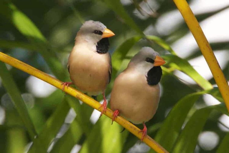 pássaros bavettes em dupla entre as folhas