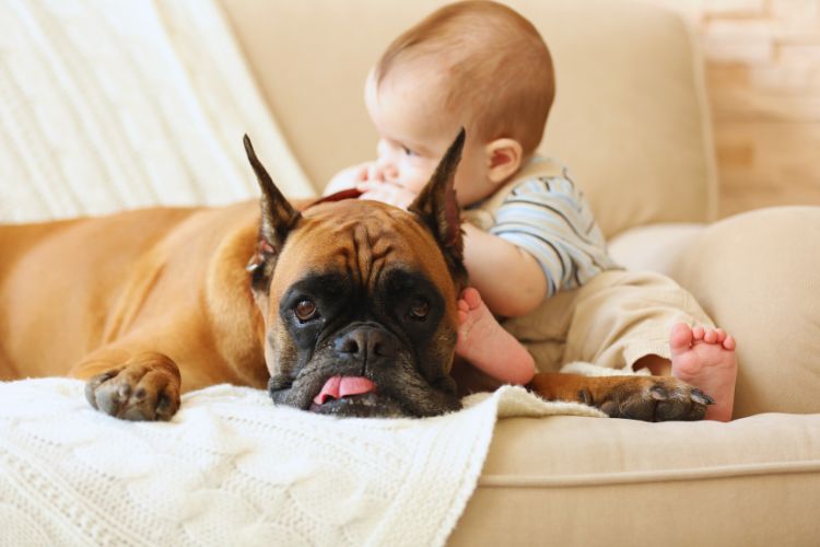 cachorro e bebê descansando juntos