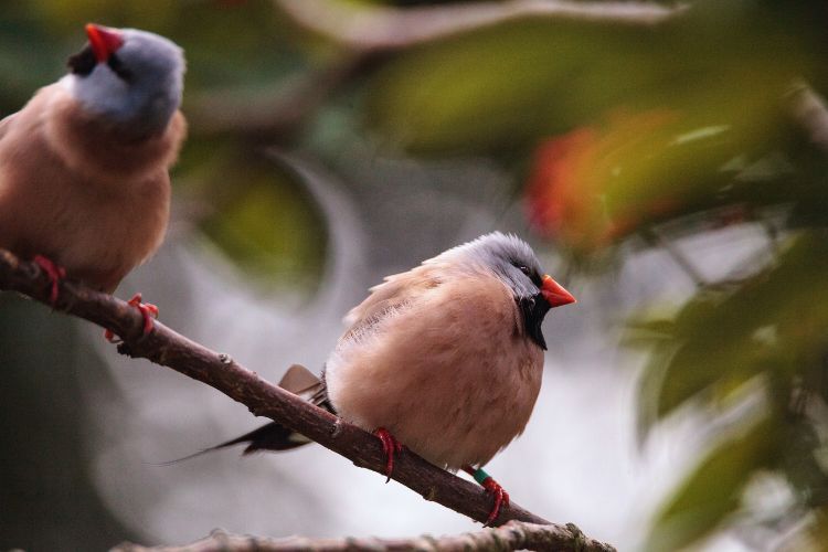 pássaros bavettes em dupla no galho