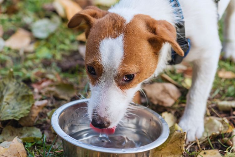 cachorro bebendo agua em tigela de metal